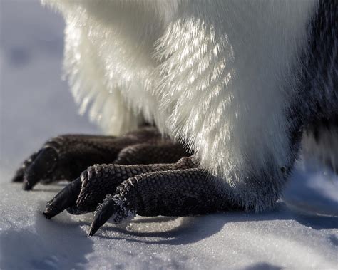 Penguin Feet Photograph by Ben Adkison - Pixels