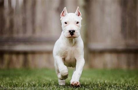 White cane corso/White cane corso puppies/White cane corsos