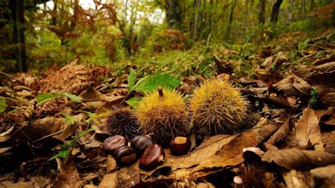 I 10 POSTI MIGLIORI DOVE ANDARE A CASTAGNE IN LOMBARDIA!