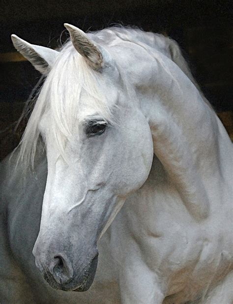 Andalusian Horse Breed Information, History, Videos, Pictures