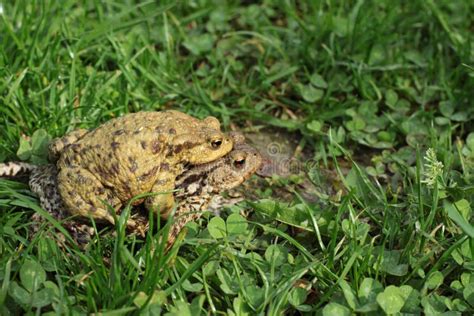 Breeding Frog Couple In The Summer Garden Stock Photo - Image of animal, couple: 24554546