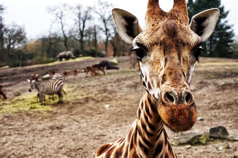 Giraffes have the same number of neck bones as humans. | Facts That Will Surprise You | POPSUGAR ...