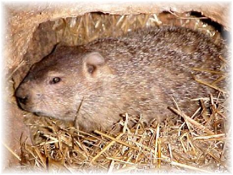 Terrierman's Daily Dose: Groundhog Hibernation is Truly Amazing