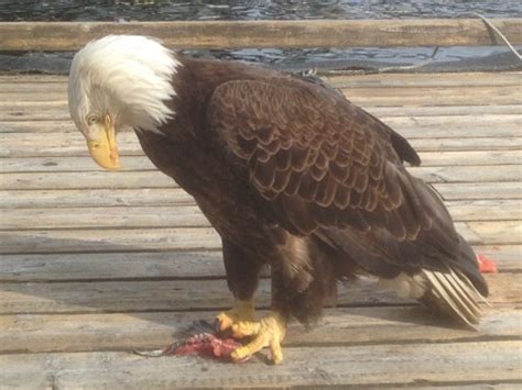 Private Whale Watching Charter Ketchikan, AK | WIldlife Viewing Excursion