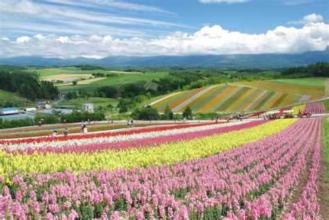 Shikisai no Oka | Travel Japan - Japan National Tourism Organization (Official Site)