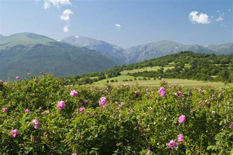 The Bulgarian Rose Valey & Rose Festival | Holiday apartments and villas with private pool in ...