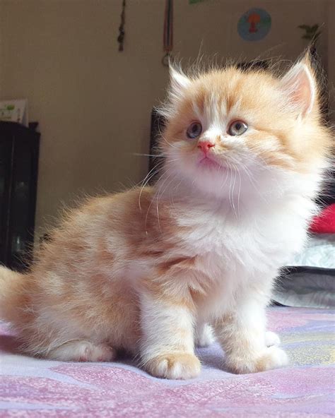 Buy Persian Cat Normal Eyes Kittens for Sale in Delhi NCR, India