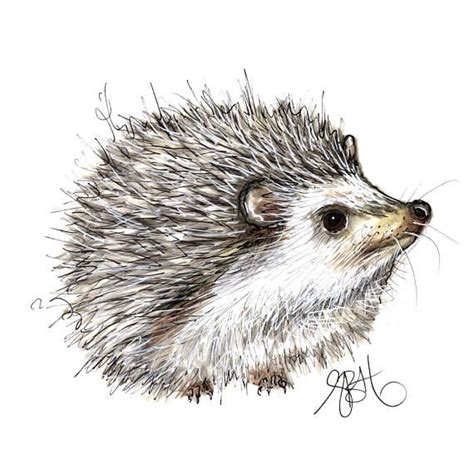 Cute Hedgehog | Hedgehog drawing, Animal paintings, Animal drawings