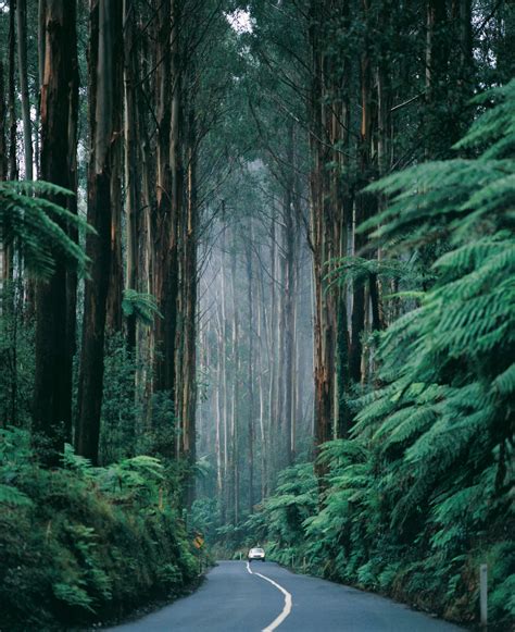 Black Spur Road, Victoria, Australia. The Black Spur is a road between the towns of Healesville ...