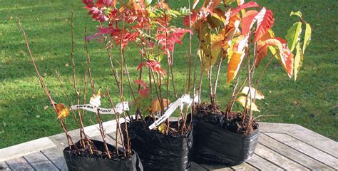 Warm to a tree-planting offer from the Woodland Trust | Ring of Gullion AONB