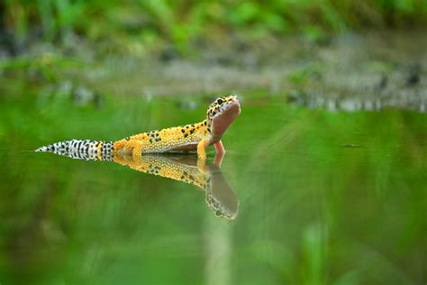 Embryonic Cells Help Lizards Regenerate Tails - Science in the News