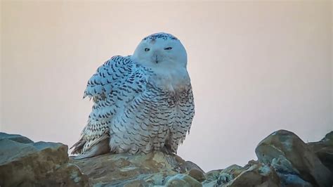 Harry Potter Snowy Owl Spotted In Spain Thousands Of Miles Away From ...