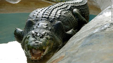 World's largest captive crocodile dies – This Just In - CNN.com Blogs