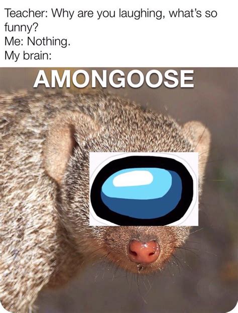 A Mongoose : r/memes