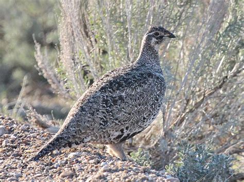 Greater Sage Grouse - Centrocercus urophasianus | Wildlife Journal Junior