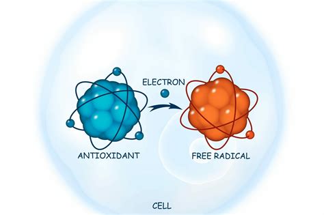 evita Festival Ostil free radicals and antioxidants Ecologie violă Interior