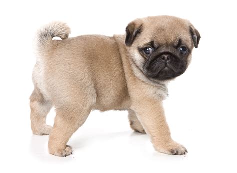 #1 | Pug Puppies For Sale By Uptown Puppies