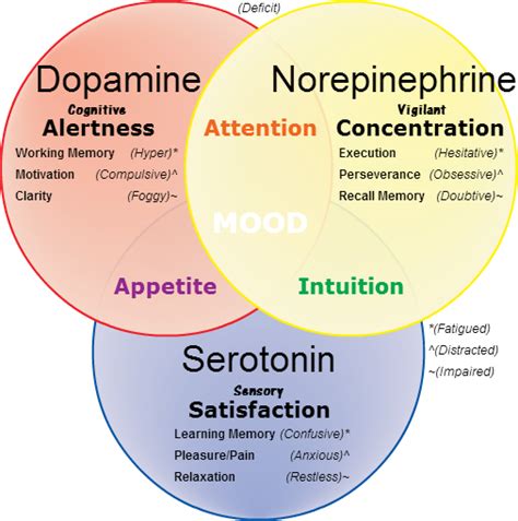 Norepinephrine, dopamine and serotonin. | education | Brain health, Psychology, Brain science