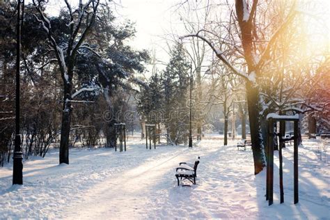 Winter Solstice in Snowy Forest or Park Natural Scene. Hibernal Solstice Stock Photo - Image of ...