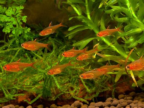 10 Ember Tetra Tank Mates You Need to Know About You Won't Believe #1