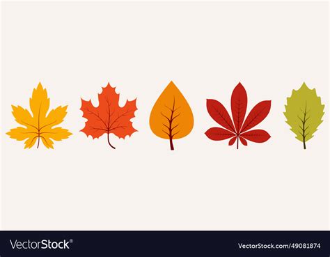 Collection of autumn leaf botanical design Vector Image