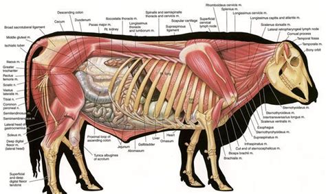 hereford bull anatomy drawing sketch | Anatomy, Animal science, Animal anatomy