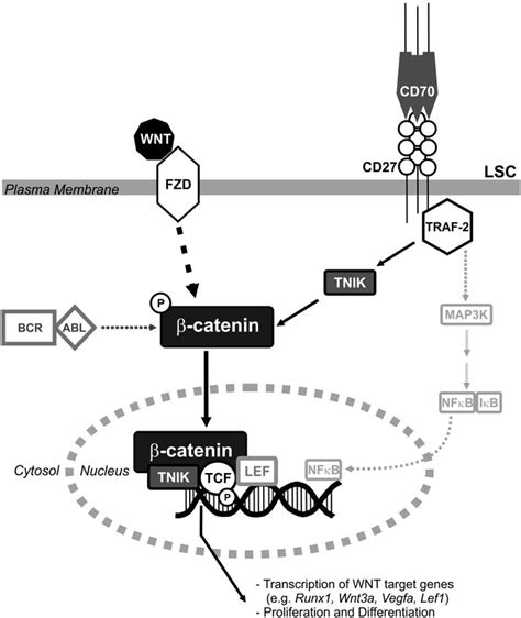 JCI - CD27 signaling on chronic myelogenous leukemia stem cells activates Wnt target genes and ...