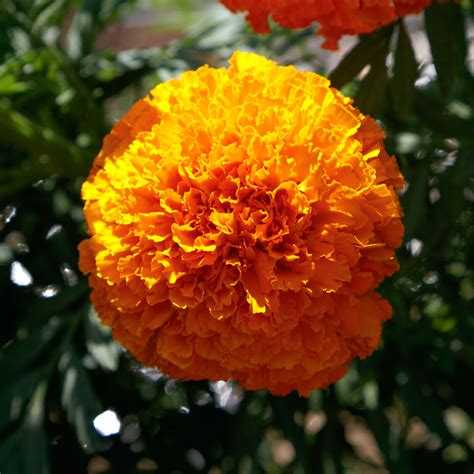 COCO Marigold® - Sakata Ornamentals