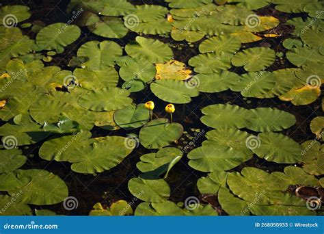 Scenic View of Yellow Pod Plant Surrounded by Water Stock Image - Image ...