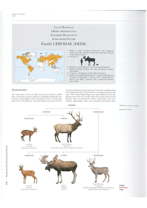 (PDF) Family Cervidae, Deer.