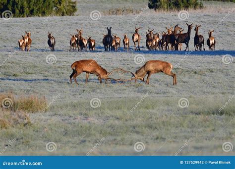 Wildlife Deer Stag Fighting with Antlers during Rut Season in the ...