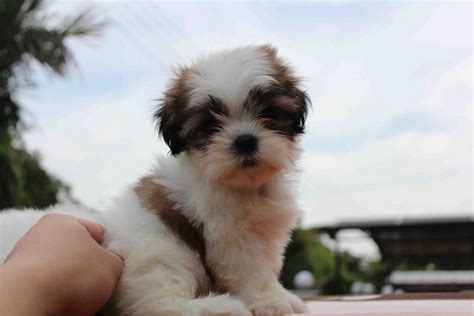 Shih Tzu Puppies