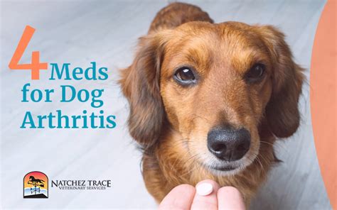 Dog Arthritis and 4 Powerful Meds That Eliminate It