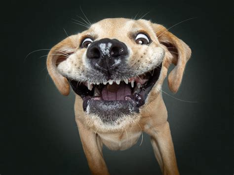 PHOTO: Funny muzzle of a dog - Gorodprizrak