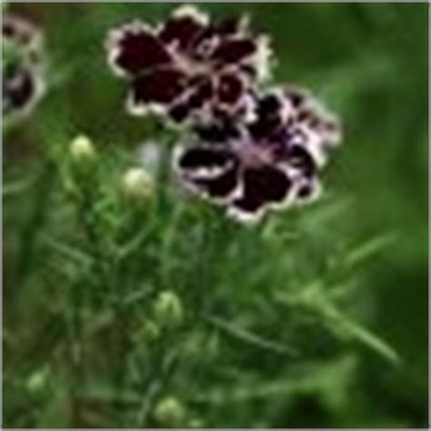 Carnation Dianthus 'Black And White Minstrel' Dianthus Chinensis Heddewigii - 25 Seeds