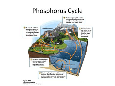 PPT - Phosphorus Cycle PowerPoint Presentation, free download - ID:2621632