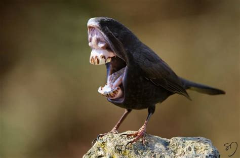 Hilariously Strange Manipulated Photos of Birds With Big Mouths Instead of Beaks