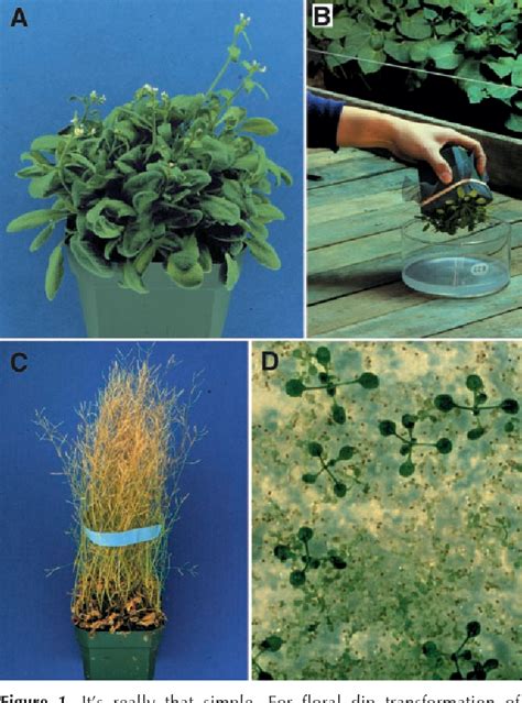 Figure 1 from Update on Plant Transformation Arabidopsis in Planta Transformation . Uses ...