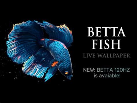 Betta Fish Live Wallpaper FREE v1.0 - YouTube