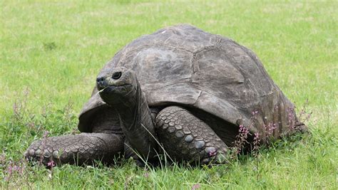 190-Year-Old Pansexual Tortoise King Is Oldest Living Land Animal - Nerdist