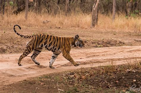 The Success Story of Relocation of Tigers in Panna National Park