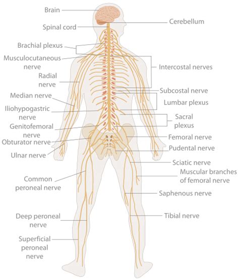 Nervous System Disease | Overview, Types & Examples | Study.com