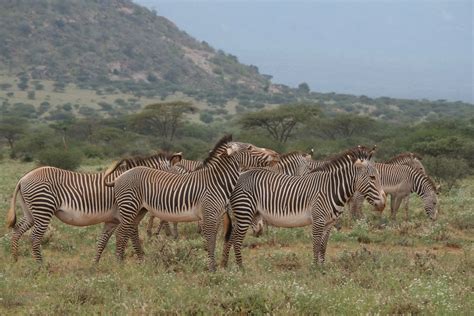 Israbi: Plains Zebra Zebras Habitat