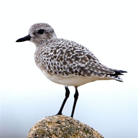 Grey Plover | BTO - British Trust for Ornithology