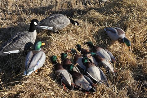 7 Must-Hunt Mallard Meccas - Wildfowl