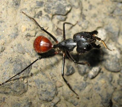 The Giant Forest Ant (Camponotus gigas) is the largest ant species in existence… | Bugs and ...