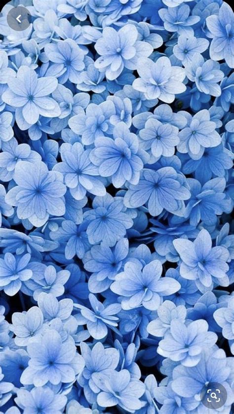 Aesthetic Blue Flower Wallpaper Desktop