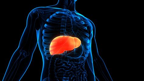 Study Reveals How Fatty Liver Promotes Colorectal Cancer Spread