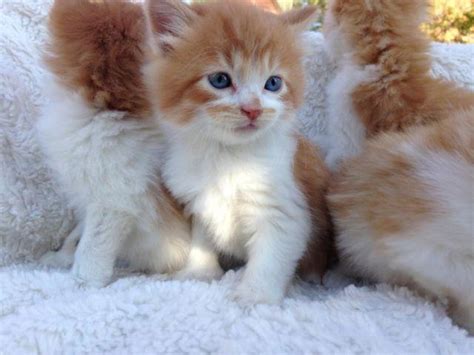 Adorable Maine Coon Persian/Domestic Mix Kittens for Sale in Corcoran ...