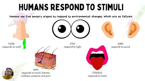 HUMANS RESPOND TO STIMULI SCIENCE YEAR 4 - YouTube